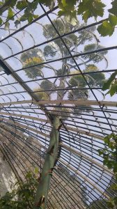 American Agave Plant in Ramsgate August 2015 seen from within theItalianate greenhouse
