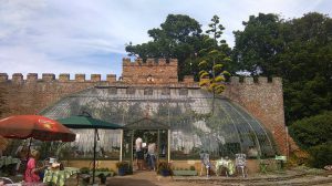 American Agave in flower at the Italianate Greenhouse in King George VI park Ramsgate