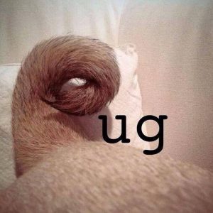 Pug curly tail