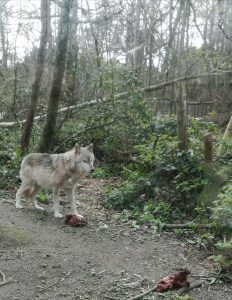 Wildwood wolf