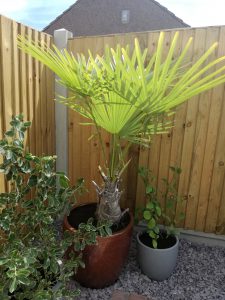 palms in garden