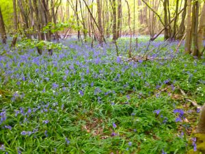 Blue bell wood, Kent